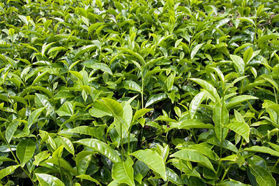 2024年茶叶种植前景分析及优质品种推荐
