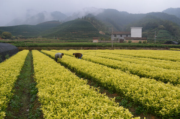 四川黄金芽茶苗种植指南 名山县茅河乡的优质选择