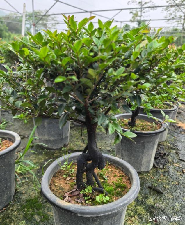 阳江本地专业黑骨茶种植机构 培育技术成熟种苗品质有保障