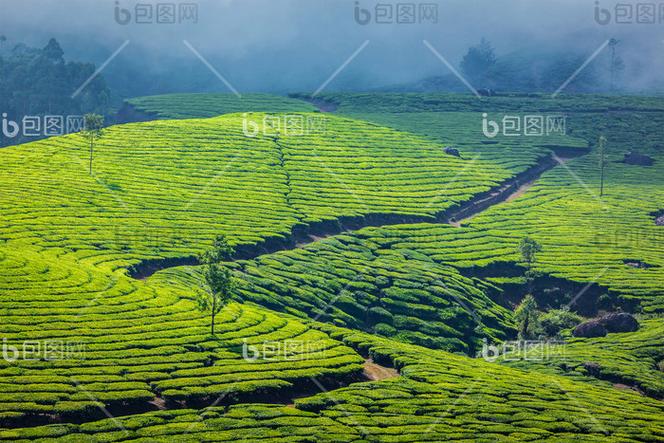 茶种植园田园景色