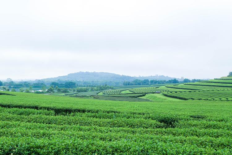 蓝天下的绿茶种植园绿茶叶种植园景观