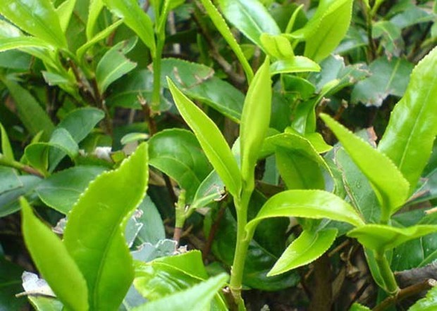 茶叶种植条件有哪些?
