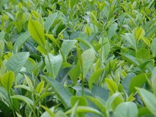 青山沃土育茶香——走进三合自然村的茶种植