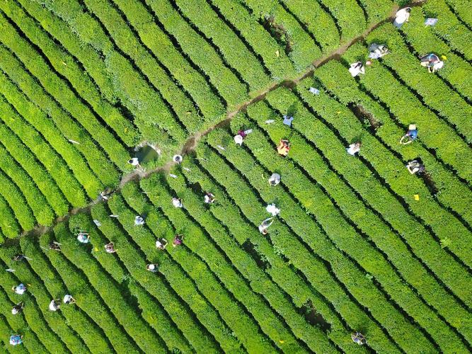 茶叶种植施肥指南 选择合适的肥料种类