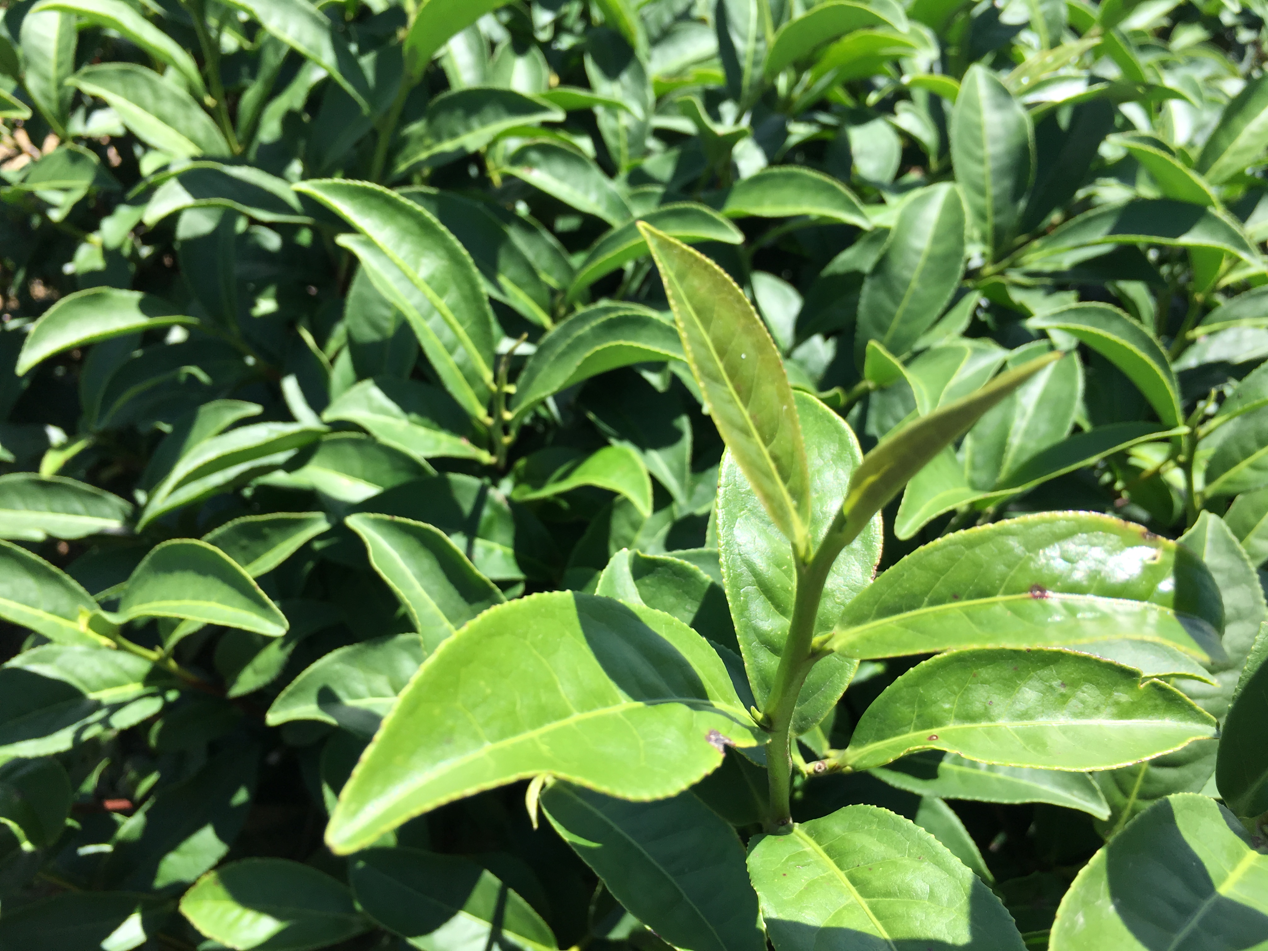 千米高山之巅，探寻安溪最具特色的肉桂茶叶基地